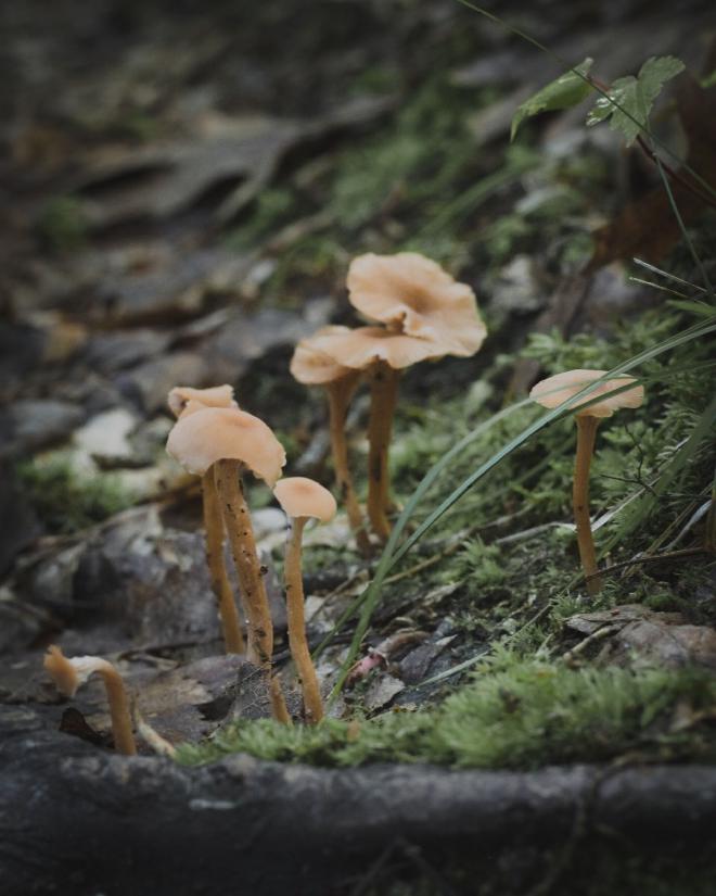 a few small mushrooms growing amongst the grass