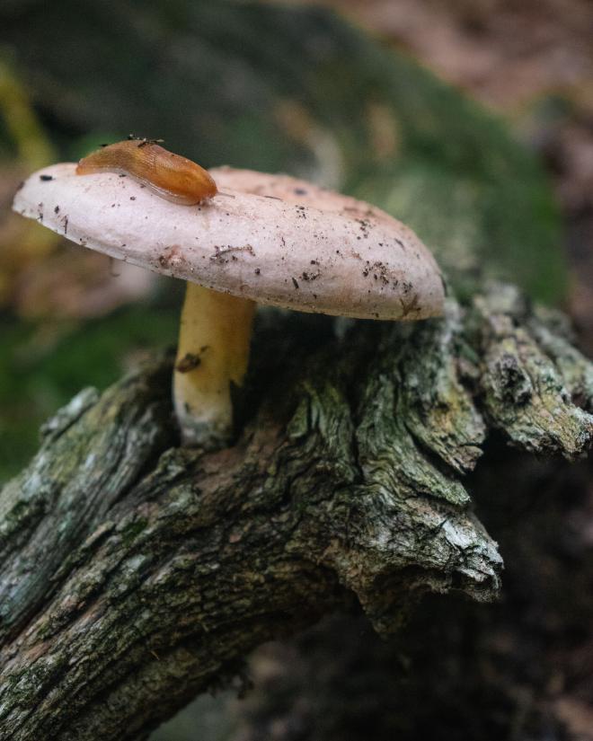 a large mushroom with a slug crawling across it