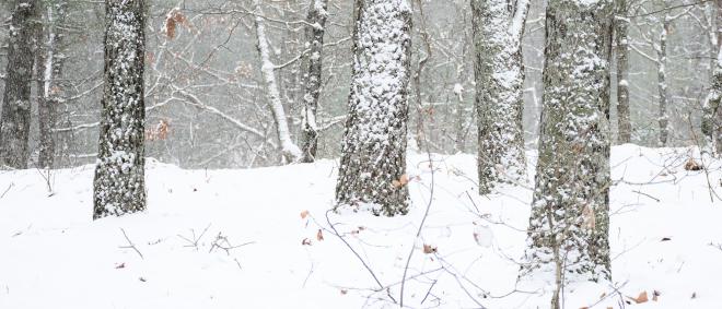 A snowy woodland scene with three prominant trees dusted with snow