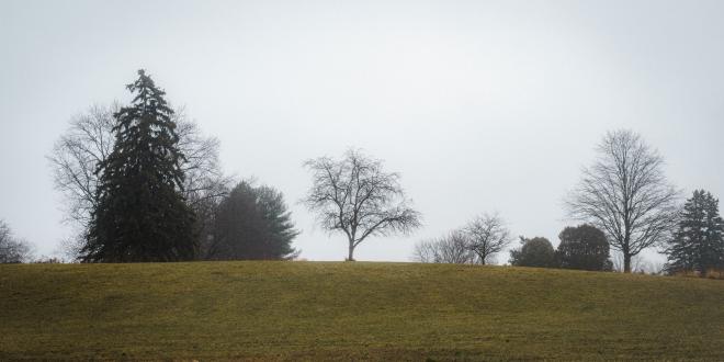 a scenic view of a green grass field with a few bare trees in the background against a boring sky