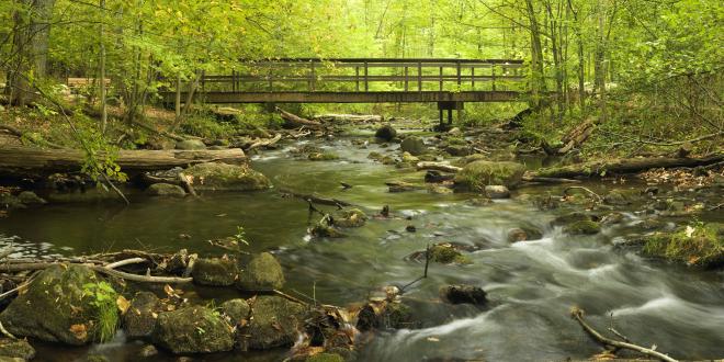 a lush forest surrounding a stream with a mossy wooden bridge over it