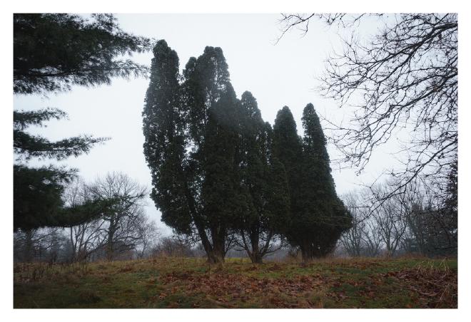 tall evergreen trees on a foggy day, erie