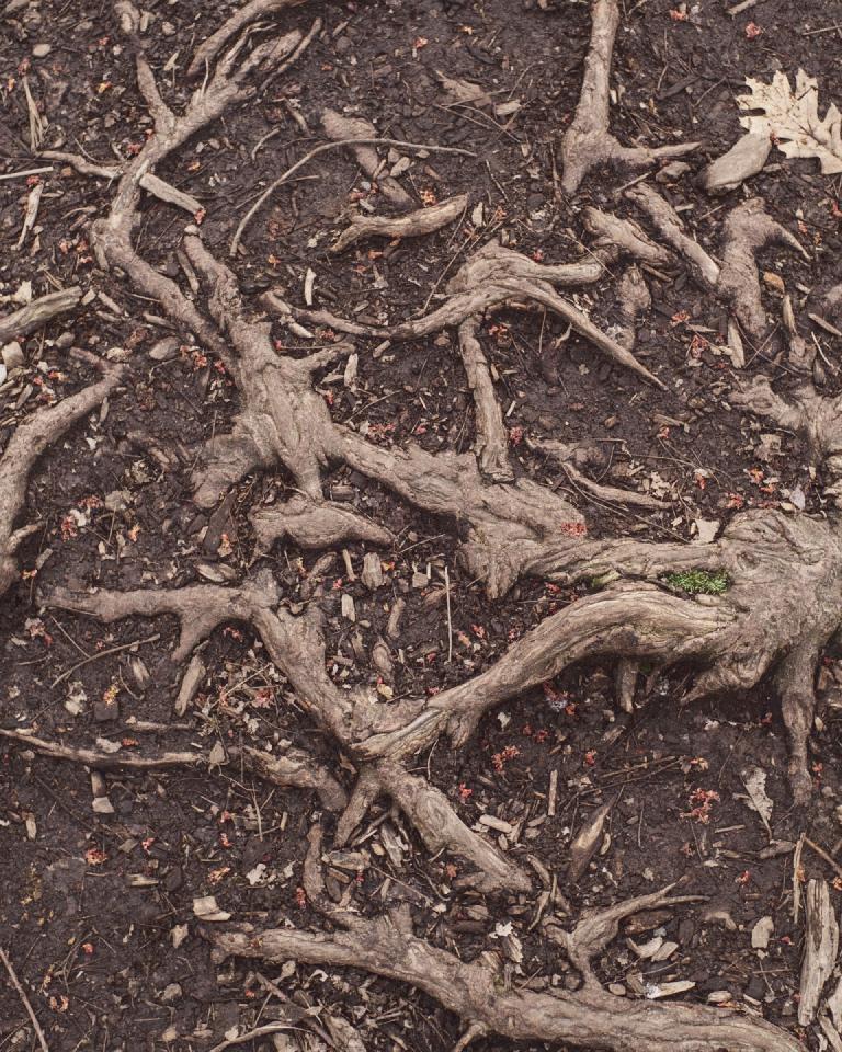 gal_uprooted (1).jpg