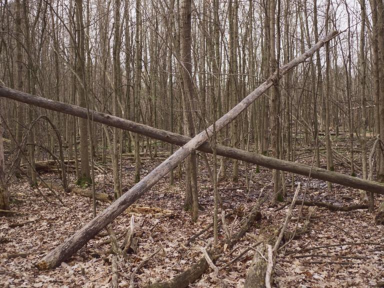 gal_uprooted (10).jpg