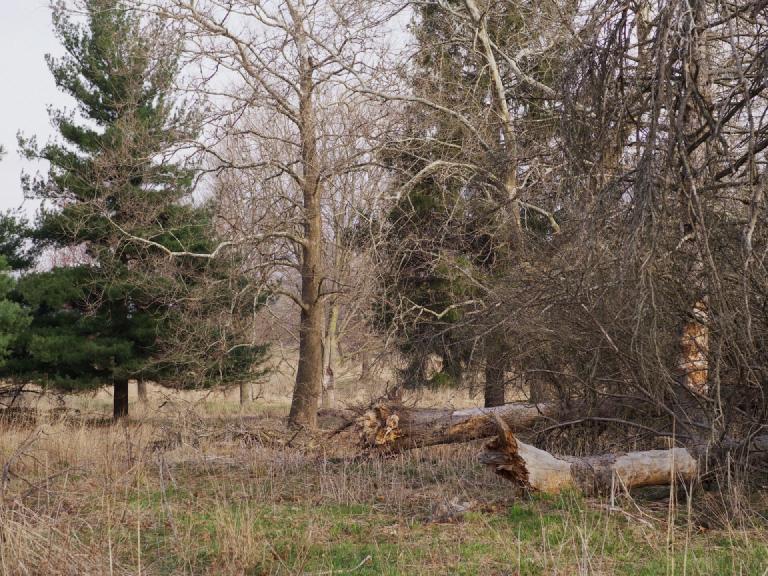 gal_uprooted (2).jpg