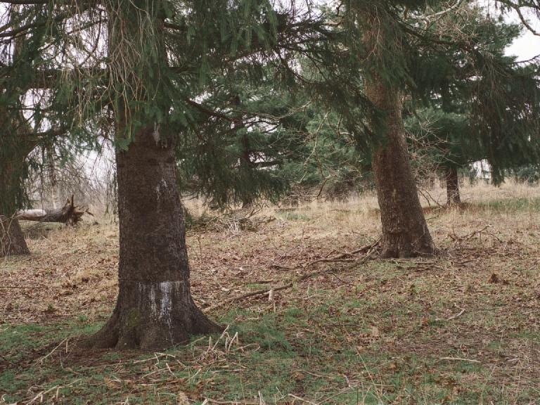 gal_uprooted (3).jpg