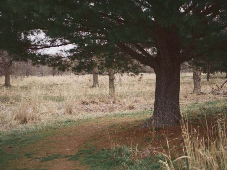 gal_uprooted (4).jpg