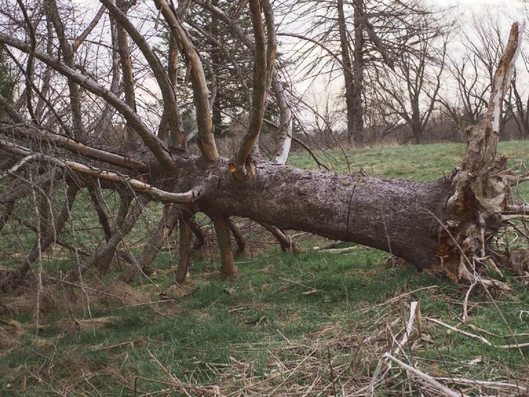 gal_uprooted (5).jpg