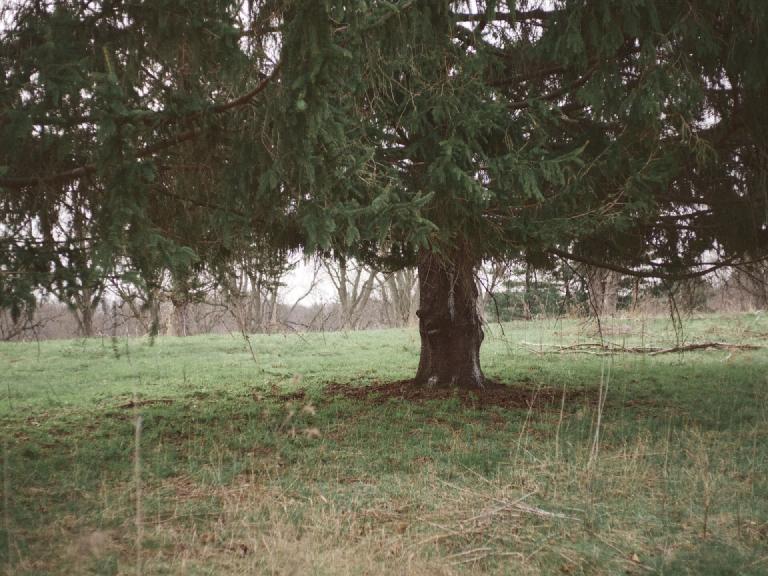 gal_uprooted (6).jpg