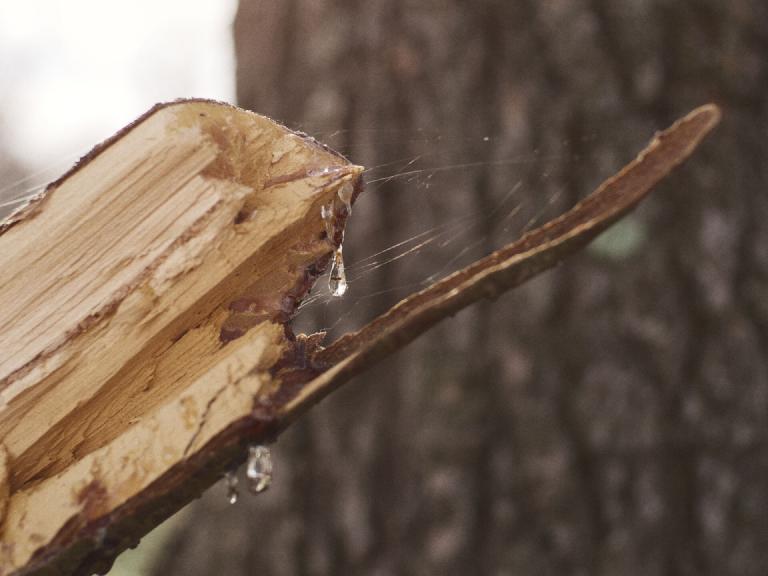 gal_uprooted (7).jpg