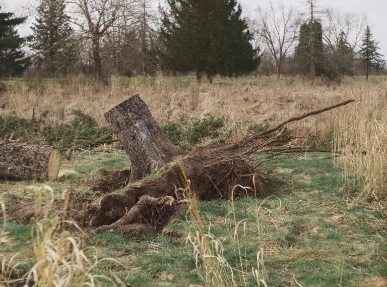 gal_uprooted (8).jpg