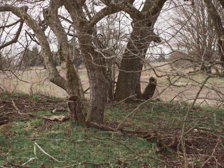 gal_uprooted (9).jpg