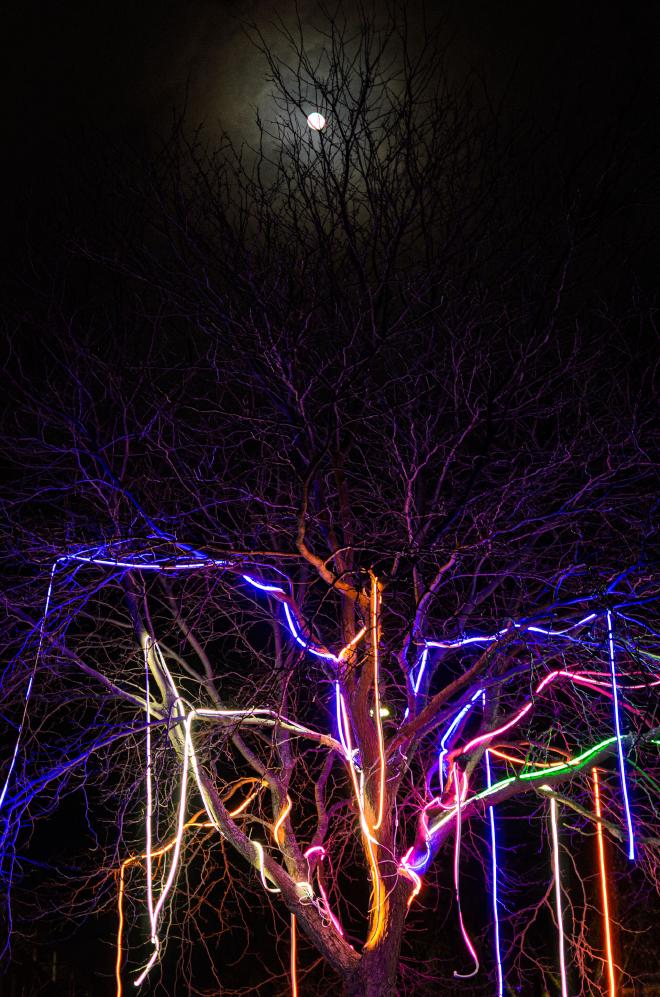 glowing and color led strings hang amongst a tree, the moon shines overhead